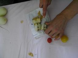 seedsavers_skills_day_feb-09_(9)