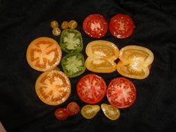 Tomato_taste_test__april_06-1.jpg_(12)