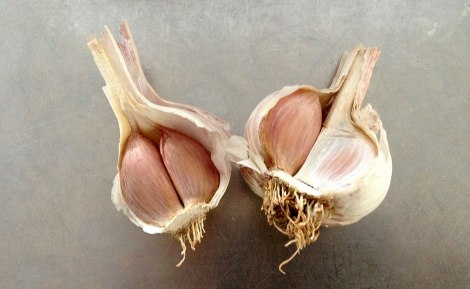 Garlic01