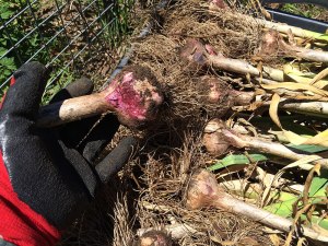 harvesting-garlic