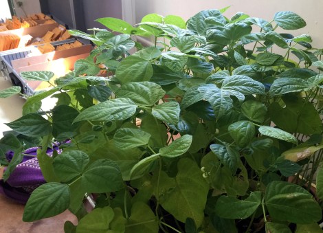 seedsavers_06_march_2016_3