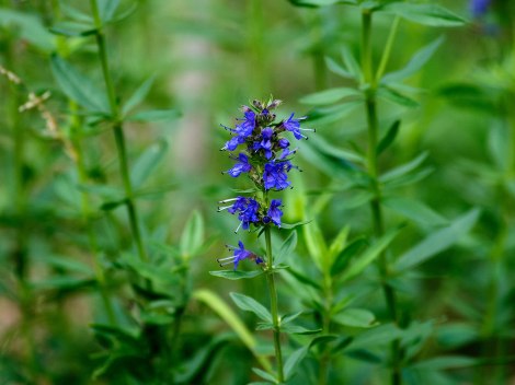 hyssop_officinalis