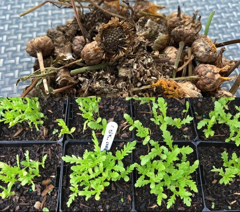The image here is of the Japanese food plant Shungiku - Glebionis coronaria, formerly called Chrysanthemum coronarium. It's also called the Garland Chrystanthemum and is actually native to the Mediterranean area but is now grown and used as a food plant in many different parts of the world.